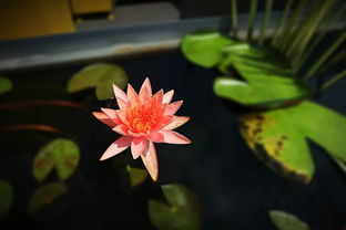 qi斜的qi是什么字