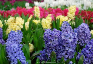 风信子花的花语寓意，风信子花语及象征意义