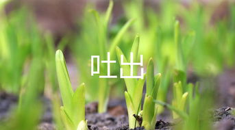 毛莨读音