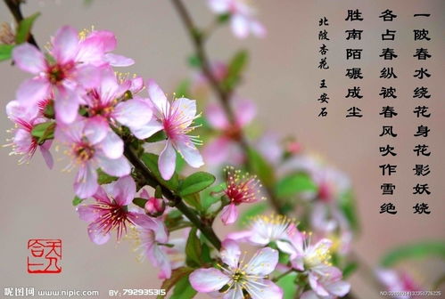 北坡杏花表达了诗人怎样的情怀，北陂杏花古诗翻译