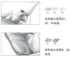 凤_的结构凤_的结构是什么