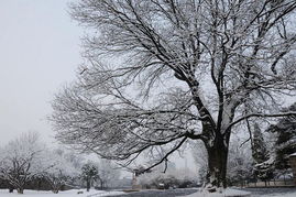 春雪画的作者是谁，春雪的作者是吴冠中吗