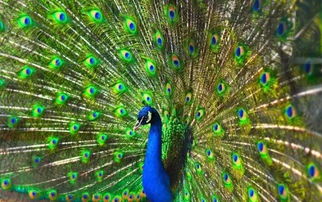 孔雀开屏网站 债券信息查询，孔雀开屏图片绘画