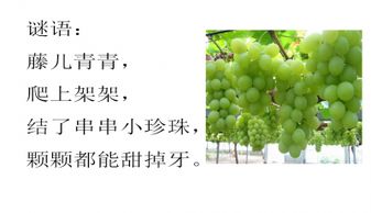 二年级语文下册10葡萄沟