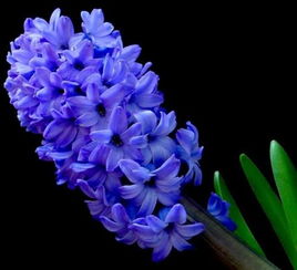 花语大全风信子花语