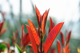 红楼里的紫娟是个什么样的女子?最后结局如何?