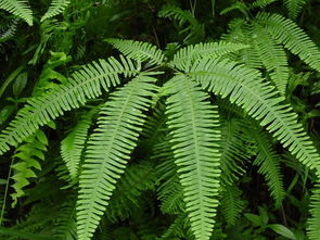 请问这种蕨类植物的准确学名