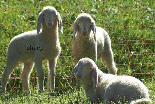 老鼠的英文复数是什么?