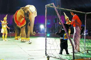 马戏团英文怎么说，快乐马戏团英文