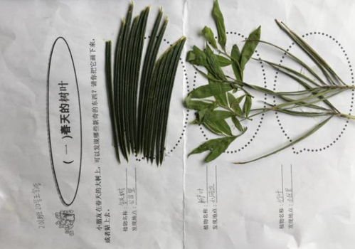 春天看到 听到 闻到 触到是什么?