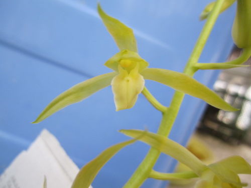 素花是不是可以不用上色?