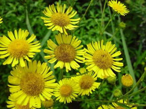 旋覆花是不是洋姜花?