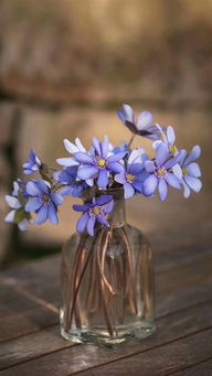 拟人句是什么意思