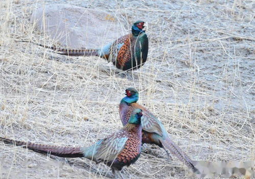 雉鸡是几级保护动物?