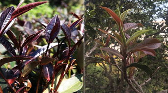 林黛玉死后,紫娟不肯原谅贾宝玉,这是为什么呢?