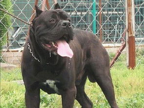 有些狗身形高大威猛,对陌生人都很强的敌意,世界十大战斗犬包括什么?