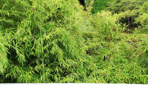 “蓬头稚子学垂纶,侧坐莓苔草映身。”是什么意思?