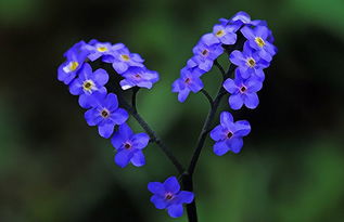 勿忘我是什么意思给什么人发，勿忘我鲜花图片