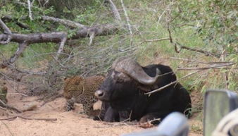 短文中写到了牛豹他人们其中最主要的是谁?