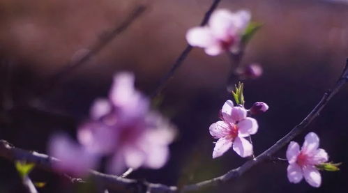 春水初生,春林初盛,春风十里,不如你,全诗是?