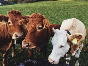 九牛一毛什么意思,怎么解释?，九牛一毛什么意思视频