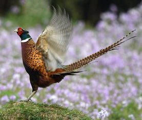 雉鸡是几级保护动物，雉鸡图片