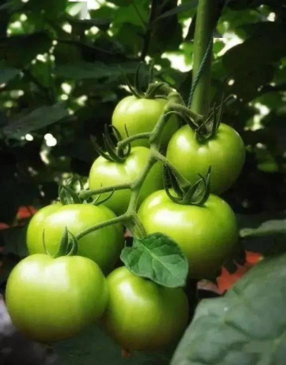 佛手柑的网络解释佛手柑的网络解释是什么