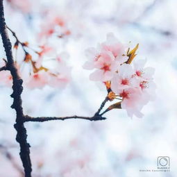 春水初生,春林初盛,春风十里,不如你，春水初生光锥