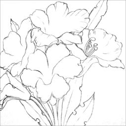 杜鹃花怎么画