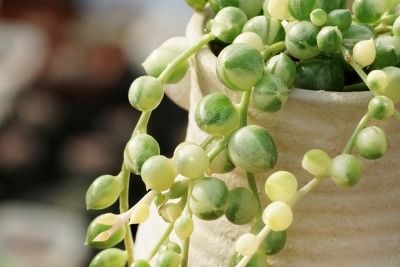 垂的拼音组词，垂的拼音怎么写的拼音怎么读