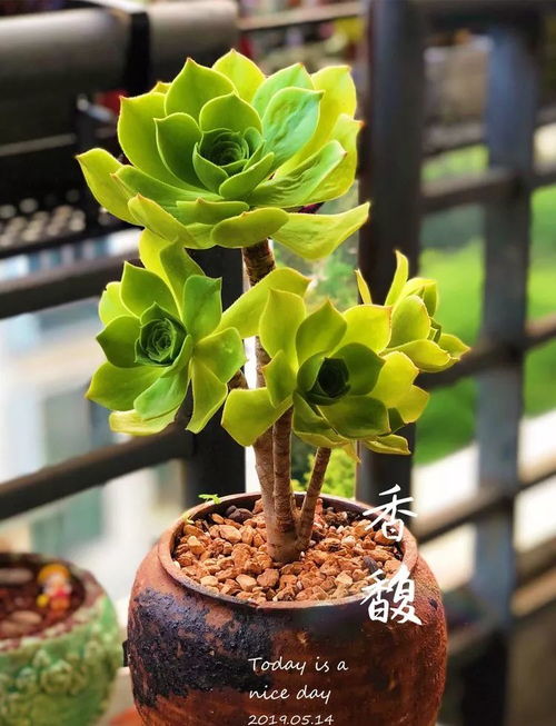 一个香字旁加个复,是什么字“香复”,怎么读,五笔怎么打出来,拚音怎么打