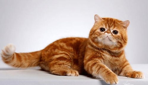 加菲猫是什么品种