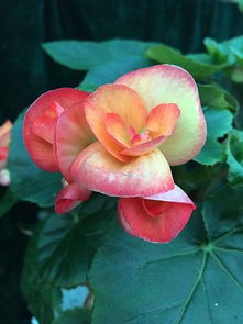 仙鹤来花卉怎么养，仙鹤来花黄叶子怎么补救