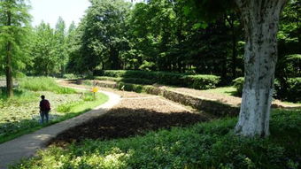 荫蔽的意思是什么?