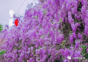 陈家紫藤花下赠周判官原文|翻译|赏析_原文作者简介