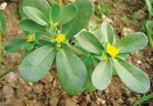 马齿笕还有什么名字