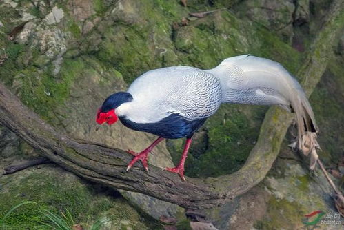 白色的野山鸡是什么