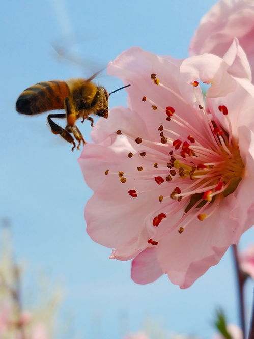 采得百花成蜜后,为谁辛苦为谁甜的全诗是什么?作者是谁