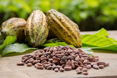 榛子读音是什么意思，榛子读音是什么读