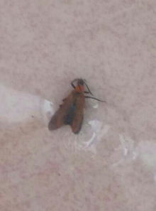 踩虫子左右碾压，踩虫子作文