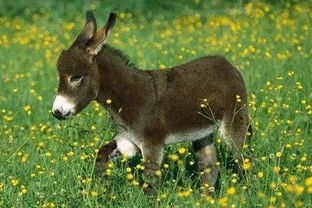 驴皮胶治不孕，驴皮胶怎么吃