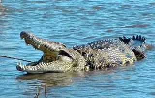 鳄鱼为什么流眼泪 探究鳄鱼流泪的原因?