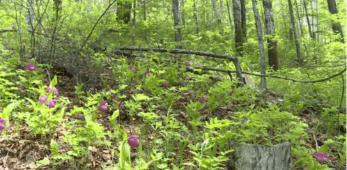 请给我“郁闭度”定义的简单图解