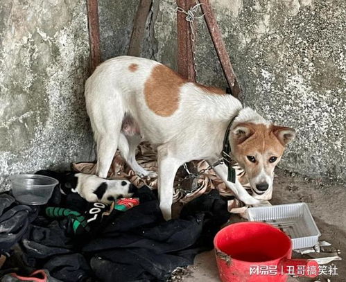 你的爱犬不见了,一直以为是被吃狗肉的人抓走了,偶然间知道是被妈妈给