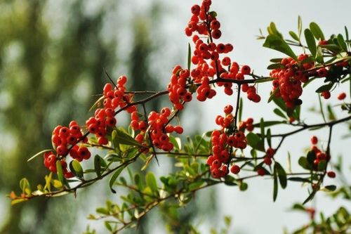 采撷的拼音和意思，任君采撷的拼音