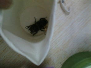 梦见踩虫子的预兆