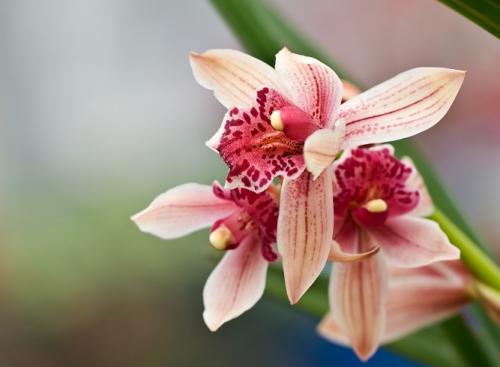 蕙质兰心钟灵毓秀，兰心蕙质的深层含义