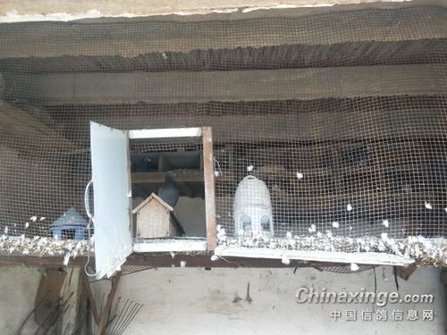 鸽子窝公园门票，鸽子窝公园附近酒店