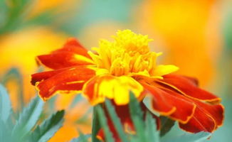 仙鹤来怎么养殖