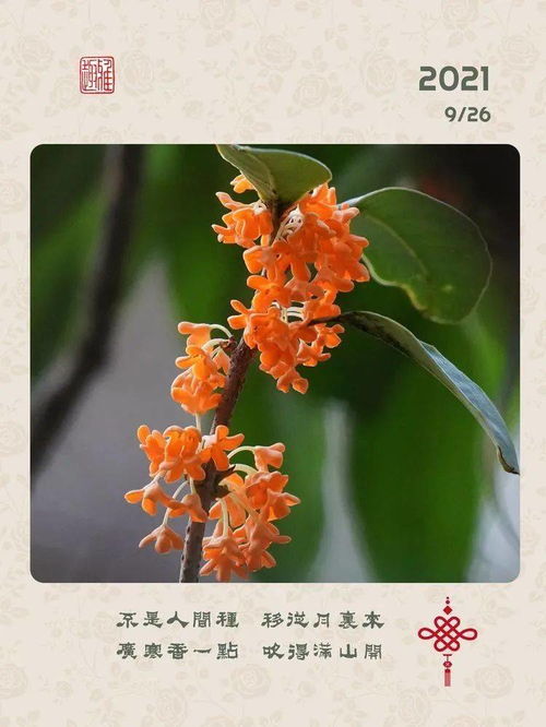 香馥怎么读，香馥馥